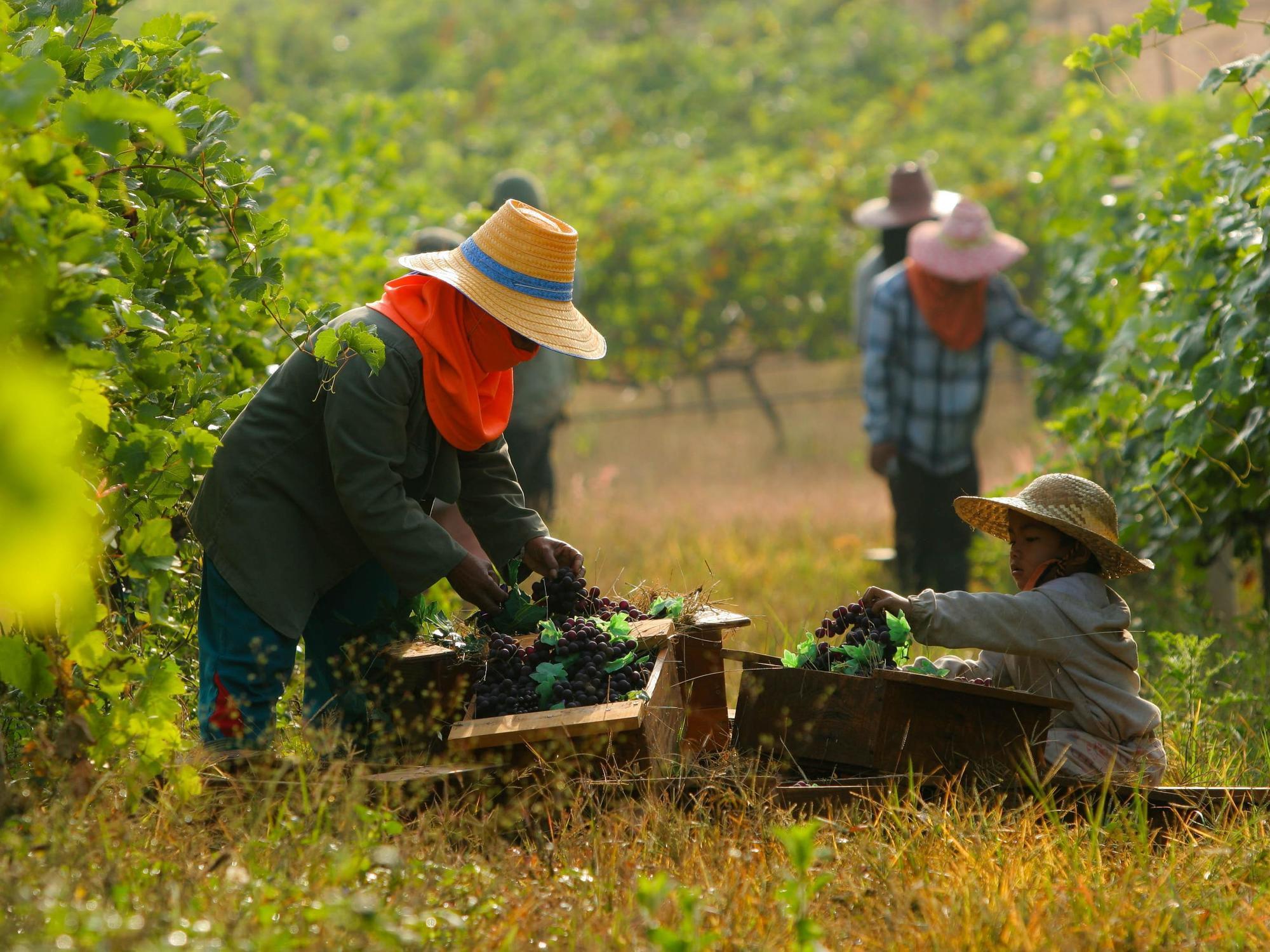 Village Farm And Winery Wang Nam Khiao Εξωτερικό φωτογραφία